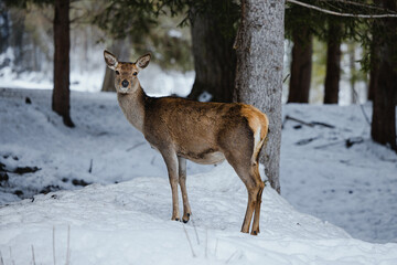 Wild red deers in the mountains during winter with snow