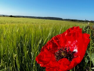 red poppy flower
