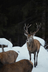 Wild red deers in the mountains during winter with snow