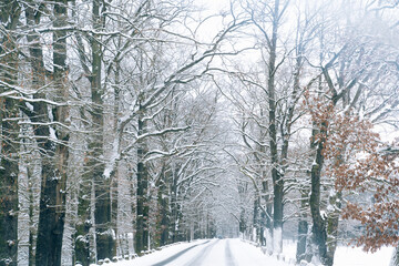 Landscape of a small town in the Czech Republic with beautiful snow on the branches