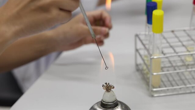 Cultivation of microorganisms on agar medium plate in microbiology laboratory and aseptic technique.