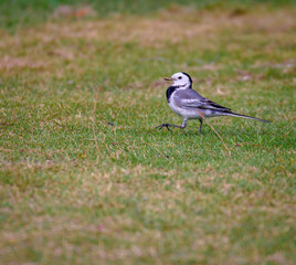 A White Wagtail , a small passerine bird is roaming on a field.