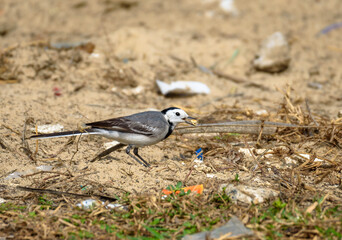 A White Wagtail , a small passerine bird is roaming on a field.
