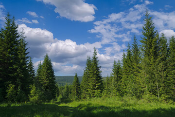 Summer landscape green meadow and forest in the background against the backdrop of a beautiful blue sky and white clouds.