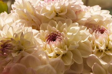 A bouquet of white dahlias. Close-up. Small depth of field