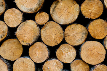 cut stacked firewood logs