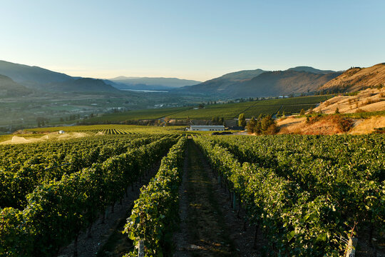 Organic Vineyard Osoyoos Okanagan Valley
