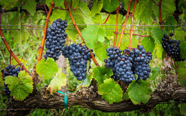 Bunches of grapes hanging on grape vines growing in the Overberg, Western Cape, South Africa.