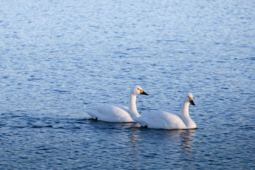 水面をゆっくり進む2羽のコハクチョウ