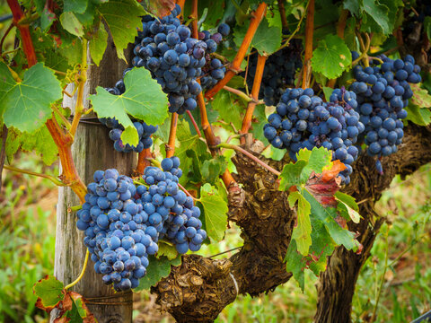 Bunches of grapes hanging on grape vines growing in the Overberg, Western Cape, South Africa.