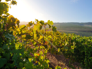 Grape vines growing in the Overberg, Western Cape, South Africa.