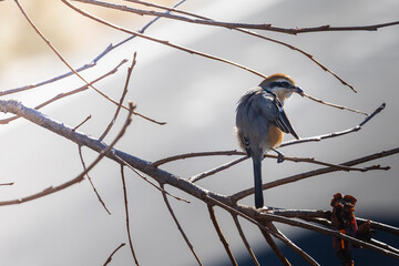 他の鳥が啄んだ萎びた柿を食べにきた百舌鳥