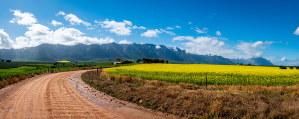 Canola or rapeseed fields and the Witzenberg Mountains near Tulbagh. Boland. Western Cape. South...