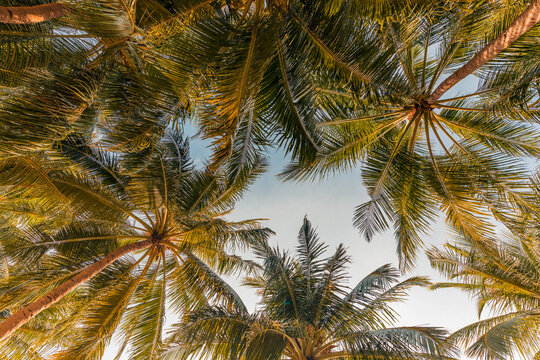 Summer beach background palm trees against blue sky banner panorama, travel destination. Tropical beach background with palm trees silhouette at sunset. Vintage effect. Meditation peaceful nature view