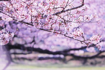 Obraz premium 満開の美しい桜