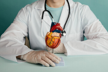 Anatomical model of the heart and a doctor