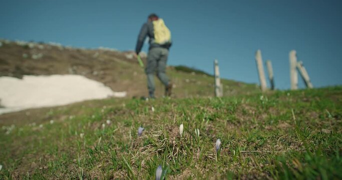 Low prespective of a hiker walking past the camera and away on the path towards the peak of mountain. In foreground are strating to bloom spring flowers.