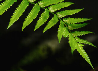 fern leaf in the forest isolated