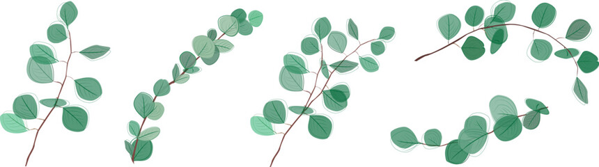 Eucalyptus branches collection.Eucalyptus silver dollar , natural leaves and branches designer art tropical elements set. Hand drawn,one line eucalyptus leaves and branches. © Tally 18