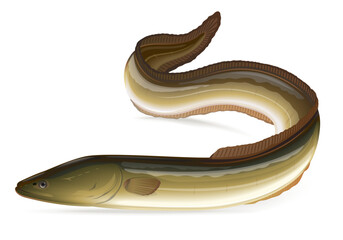 Realistic fish European eel, isolates on white