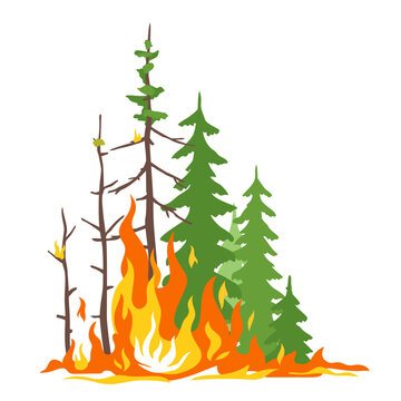 Burning forest spruce and pine in fire flames, nature disaster concept illustration, poster danger, careful with fires in the woods, isolated
