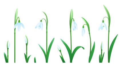 Set of snowdrop flowers of different sizes and stages of flowering for compositions isolated on white