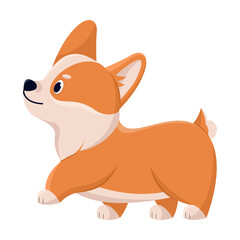 Cute corgi gaily walks on short legs, comic character. Vector illustration of funny dog with friendly emotion. Cartoon playing puppy isolated white. Animal companion