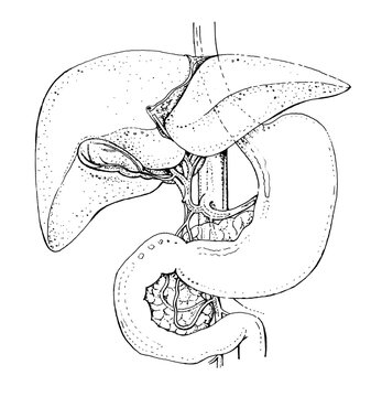 Human gall bladder and liver anatomy - detailed black and white illustration - human organ