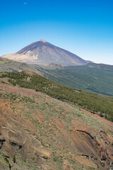 landscape, vertical, views of Teide volcano, cloudless morning, blue sky, sunny, forest on the mountain slopes. Tenerife, canary islands, spain