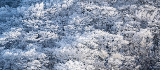 美しい霧氷の森
