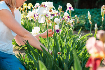 Summer gardening work. Caucasian woman pruning irises in the garden. Close up of hands