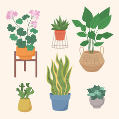 home plants
