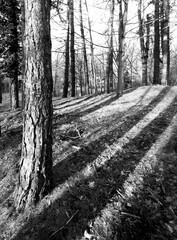 Black and white forest trees and shadows, The Netherlands