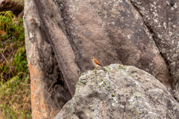 Bird of prey Malagasy kestrel (Falco newtoni), known as Madagascar kestrel, Malagasy spotted...