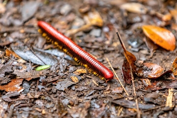 Malagasy fire millipede, endemic insect genus Aphistogoniulus (Aphistogoniulus sakalava), Andasibe-Mantadia National Park- Analamazaotra, Madagascar wildlife animal