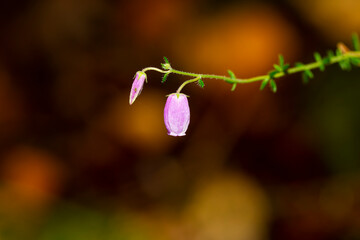 Little flowers suspended in the air