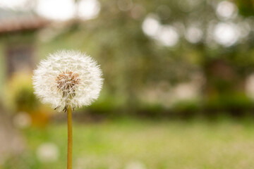 Dandelion in the middle of the field