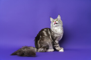 Fototapeta na wymiar Longhair Maine Coon Cat with tongue sticking out licks lips and throws back head looking up. Part of series photos of kitten black silver classic tabby and white color. Studio shot on blue background
