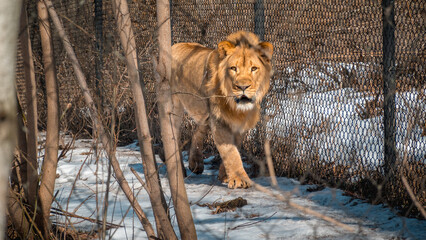 A lion in the Henry Vilas Zoo