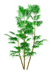 3D Rendering Bamboo Palm on White