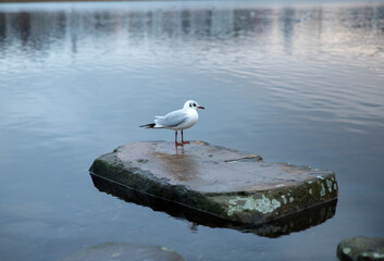 seagull looking at the sea at sunset, with a beautiful bird of a lake