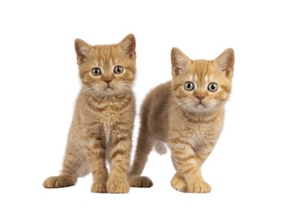 2 Red British Shorthair cat kittens, standing beside each other facing camara. Both looking...