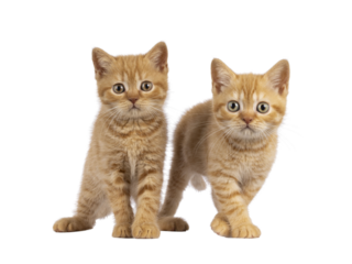 2 Red British Shorthair cat kittens, standing beside each other facing camara. Both looking straight to camera. Isolated cutout on a transparent background.