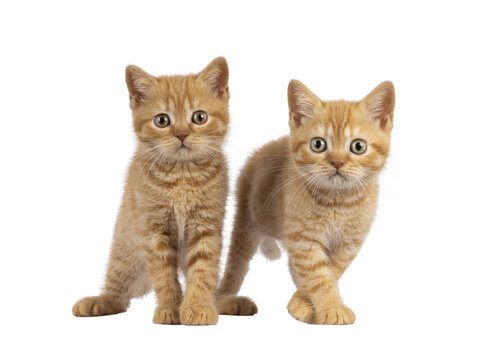 2 Red British Shorthair cat kittens, standing beside each other facing camara. Both looking straight to camera. Isolated cutout on a transparent background.