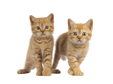 2 Red British Shorthair cat kittens, standing beside each other facing camara. Both looking straight to camera. Isolated cutout on a transparent background.