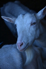 Fototapeta premium Smiling white goat