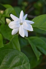 Obraz na płótnie Canvas Jasmine flower in the home garden