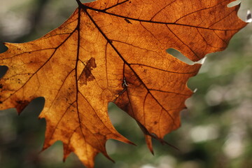 yellow and colored autumn leaves against a green blurred background