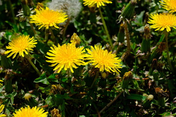 full blooming dandelion in the park