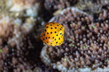 Tiny yellow cubical boxfish with black dots 